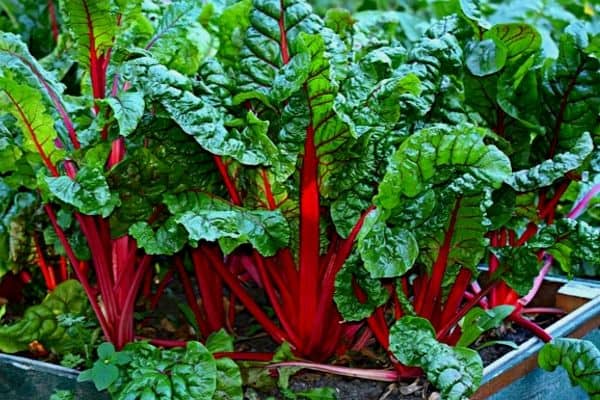 swiss chard