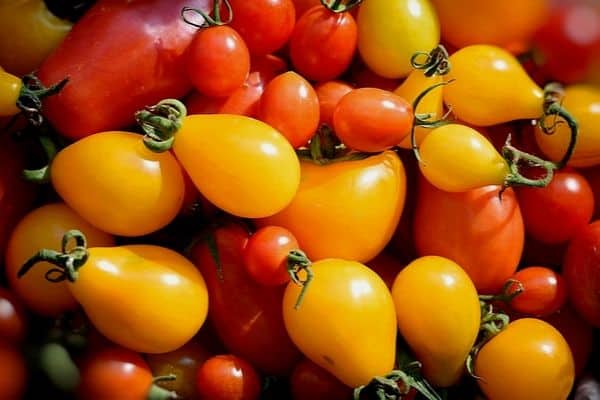 colored tomatoes