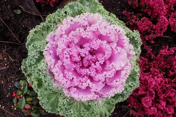 ornamental vegetables