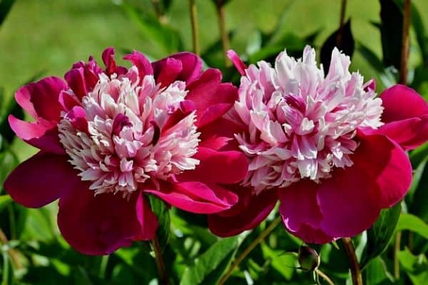 Peony flowers