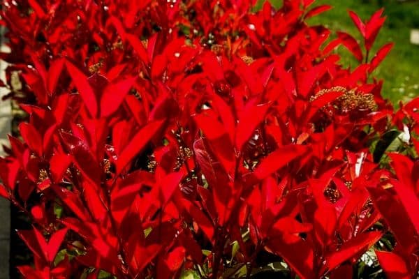 Red photinia plants
