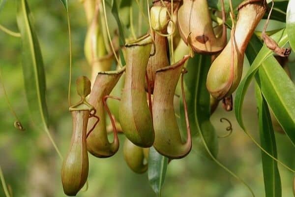 Tropical pitcher plants