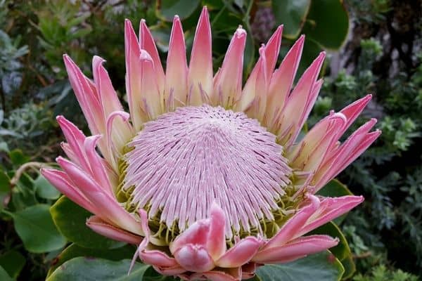 Protea flower