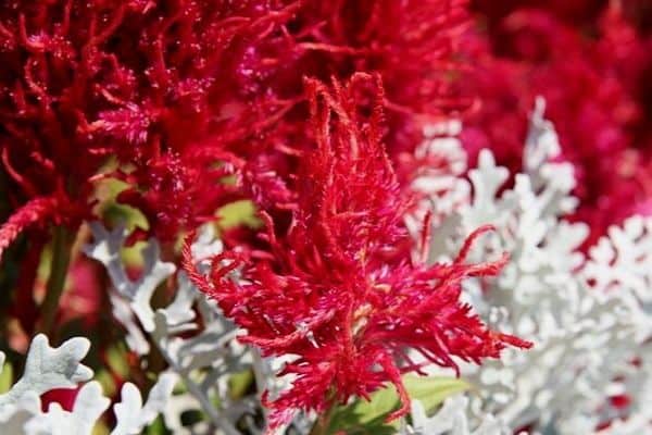 Red astilbe flowers