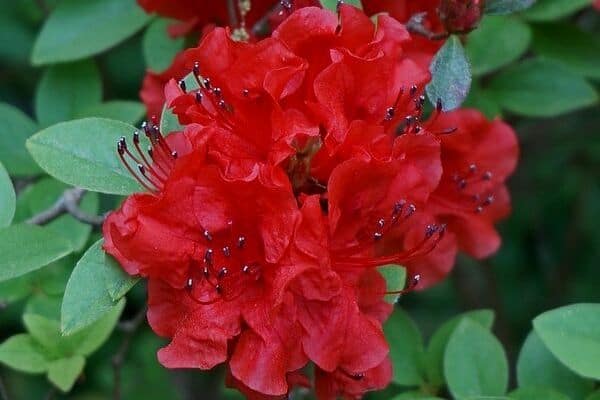 red azalea flowers