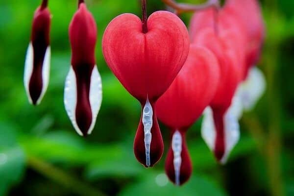 Red flowers