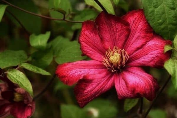 Red clematis