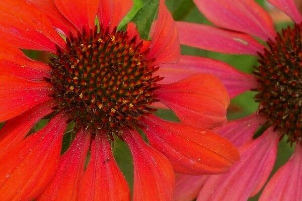 Red coneflowers