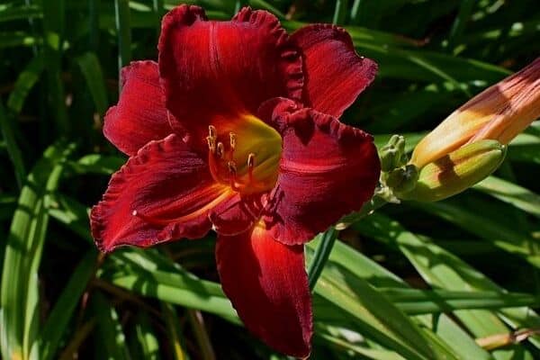 Red daylily