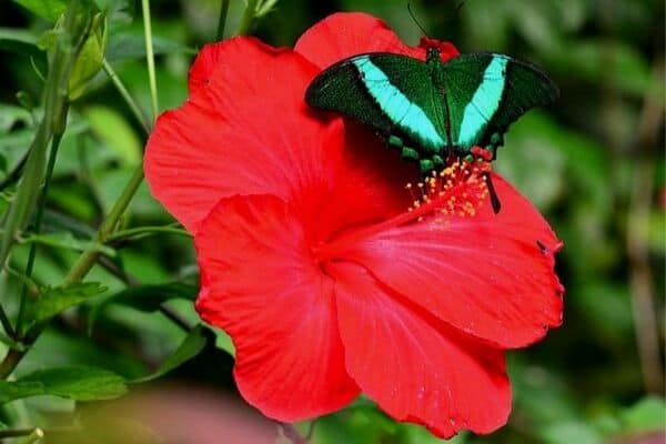 Red hibiscus flower