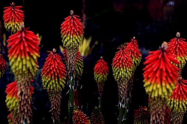 Red hot poker plant