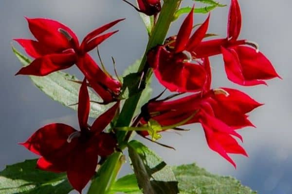 Red cardinal flower