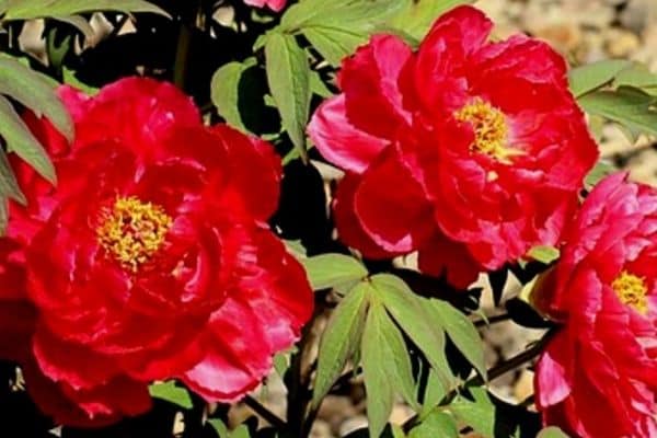 Red peony flowers