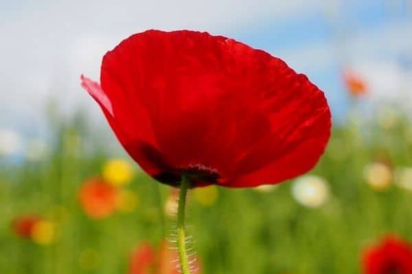 Red poppy