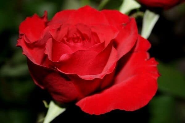 Red perennial flowers