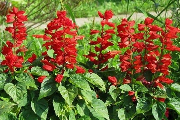 Red salvia flowers