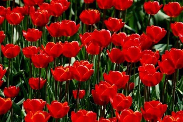 Red tulips