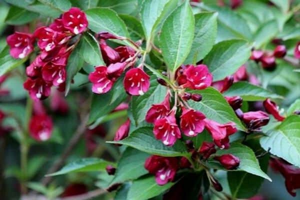 Red weigela flowers