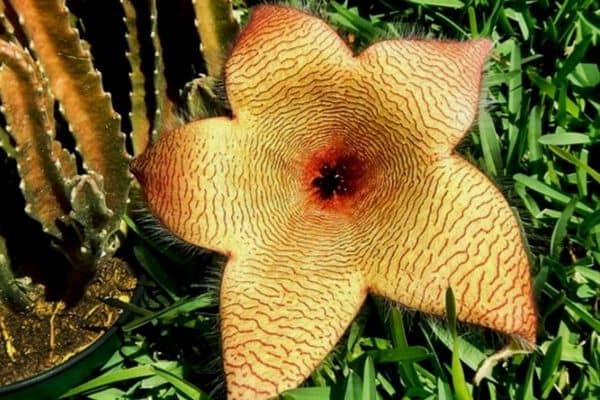 Starfish plant