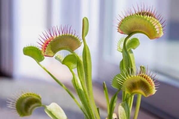 Venus flytrap plant