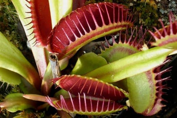 Venus flytrap