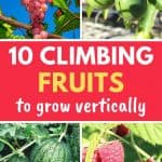 Climbing fruit plants