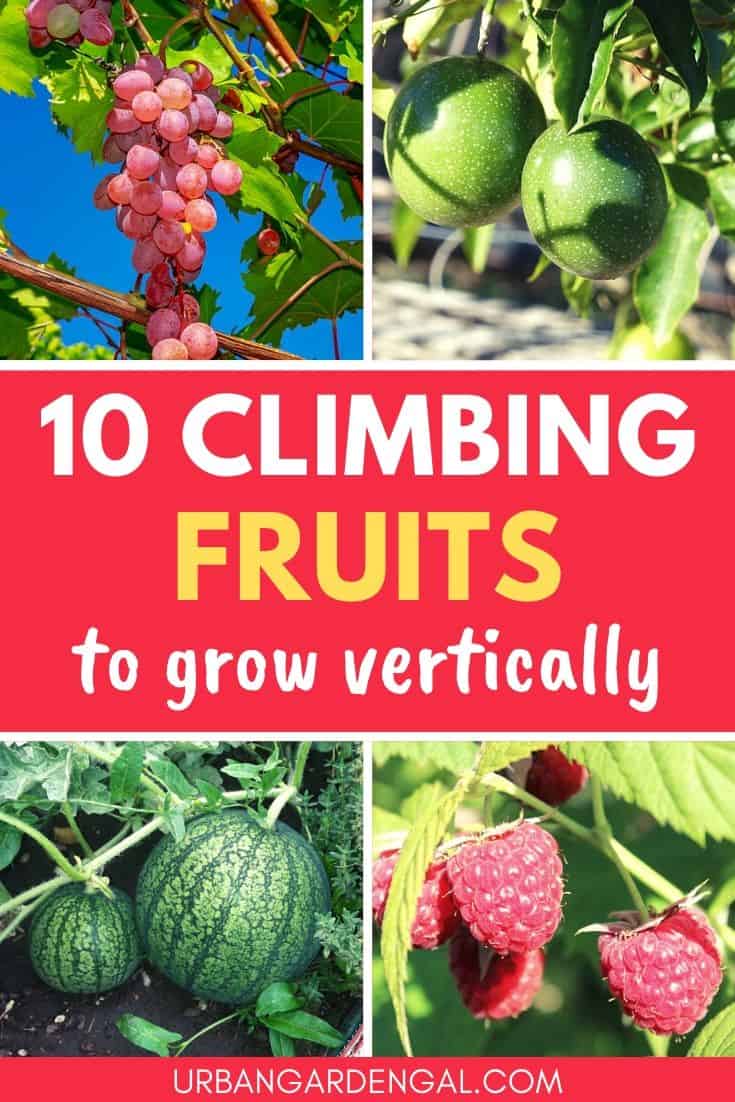 Climbing fruit plants