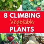 Climbing vegetable plants