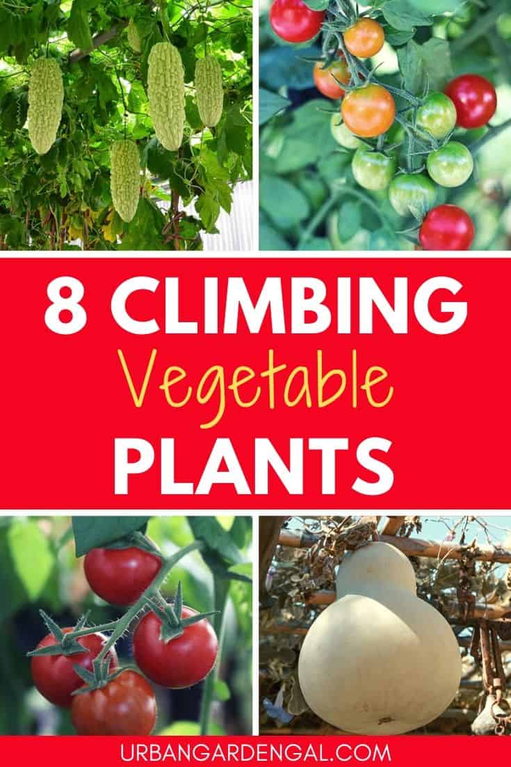 Climbing vegetable plants