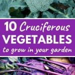 Cruciferous vegetables to grow