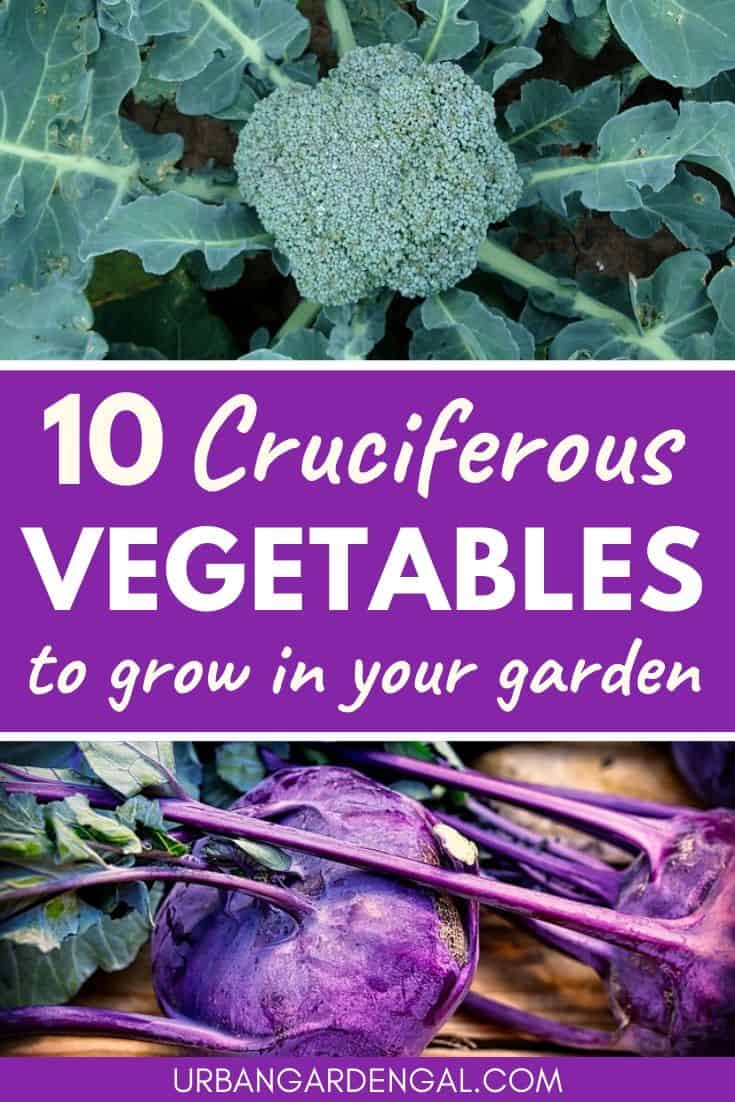 Growing cruciferous vegetables in the garden