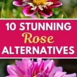 Rose alternative flowers