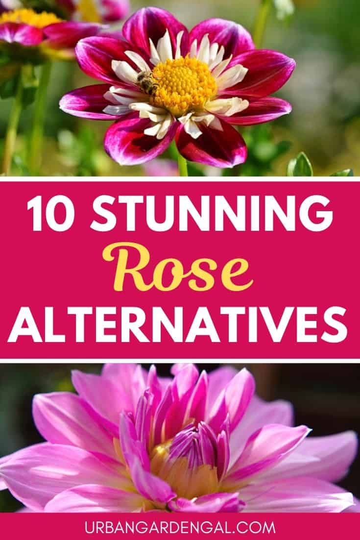 Stunning rose alternatives