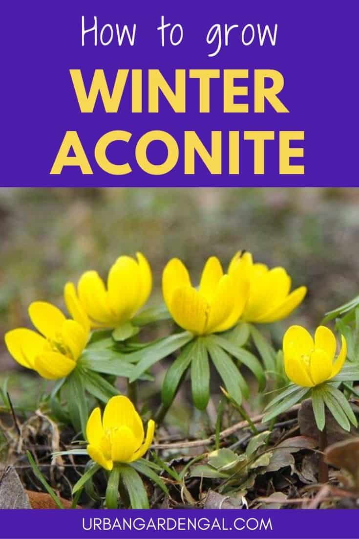 How to grow winter aconite flowers