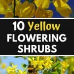 Yellow flowering shrubs