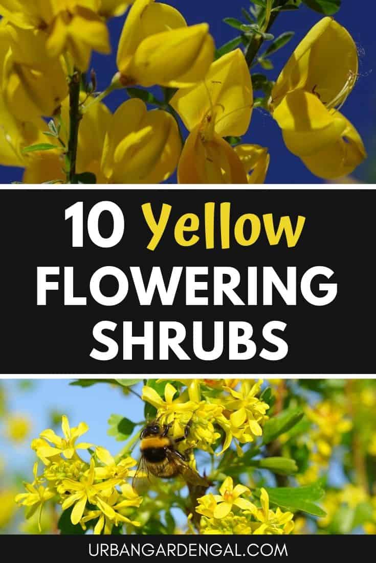 Yellow flowering shrubs