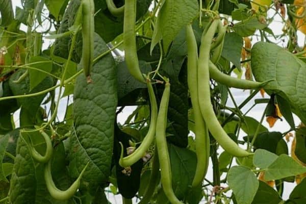 Bean plants