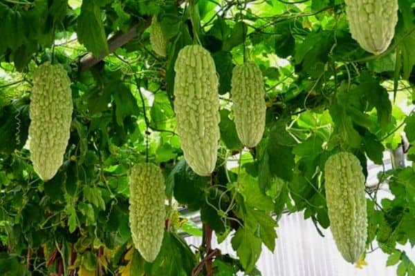 Climbing vegetables