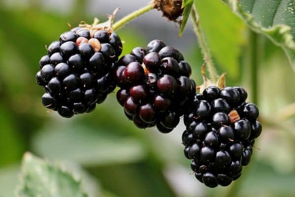 blackberries