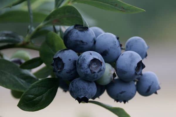 blueberry vine