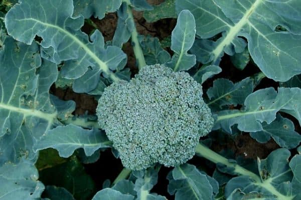 Broccoli plant in the garden