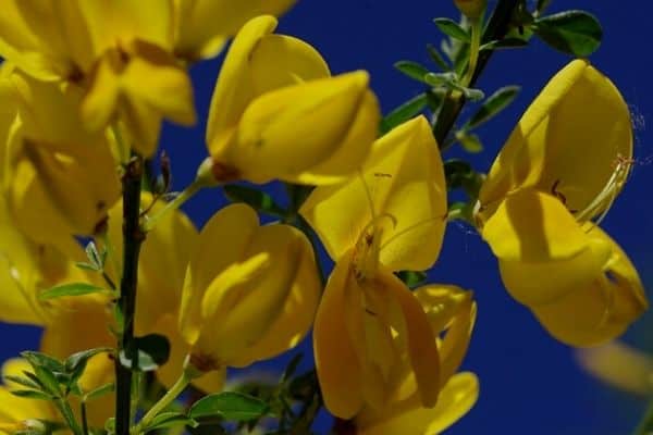 Broom shrub