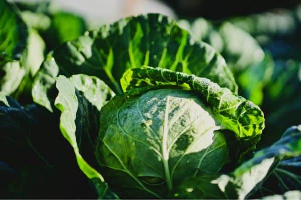 Growing cabbage plants