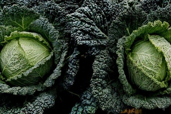 Cabbage plants