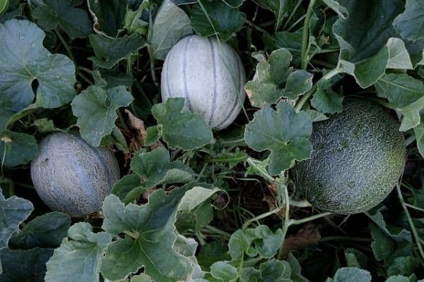 Cantaloupe plants