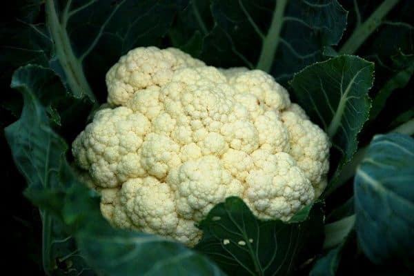 Cauliflower