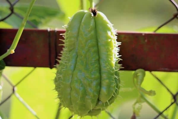 Chayote vegetable