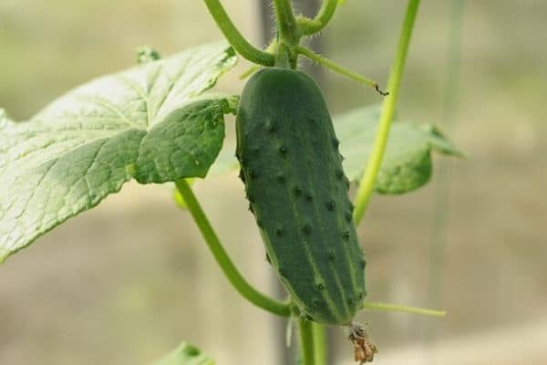 small cucumber varieties