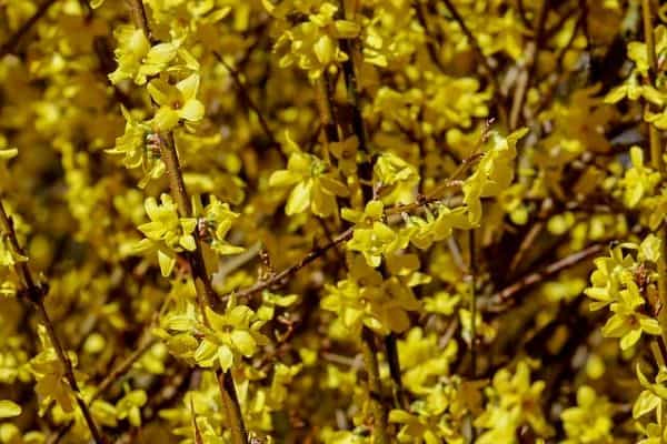 Forsythia