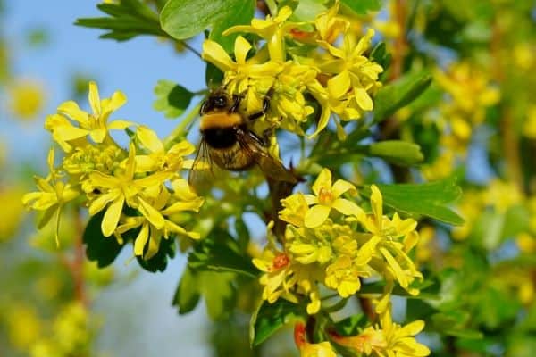 Golden currant shrub